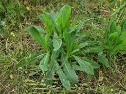 Vegetable Seeds, Seeds for Planting, Plant Seeds
