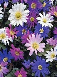 Flower Seeds, Seeds for Planting, Plant Seeds