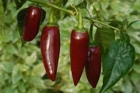 Vegetable Seeds, Seeds for Planting, Plant Seeds