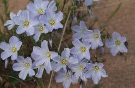 Flower Seeds, Seeds for Planting, Plant Seeds