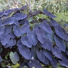 taro plant seeds Green Giant Taro Seeds for Planting – Heirloom Non-GMO High Germination Organic Garden Seeds