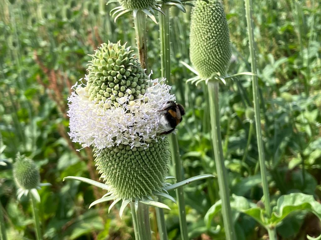 Dipsacus Plant Seeds for Planting – Heirloom, Non-GMO, Organic Garden Seeds, High Germination