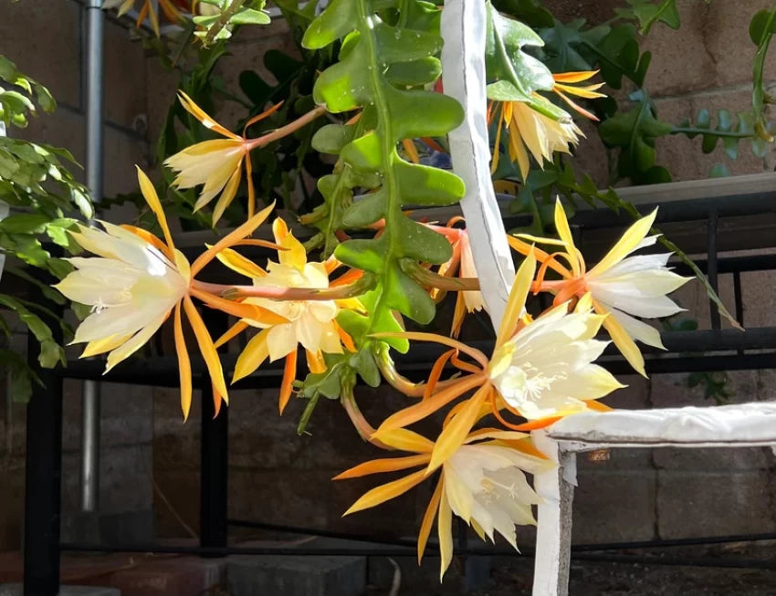 Yellow White Epiphyllum Flower Seeds for Planting – Heirloom, Non-GMO, High Germination Exotic Night Blooms