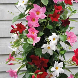 Heirloom Non-GMO Multi-Colored Mandevilla Flower Seeds for Planting – Vibrant Tropical Vine Seeds