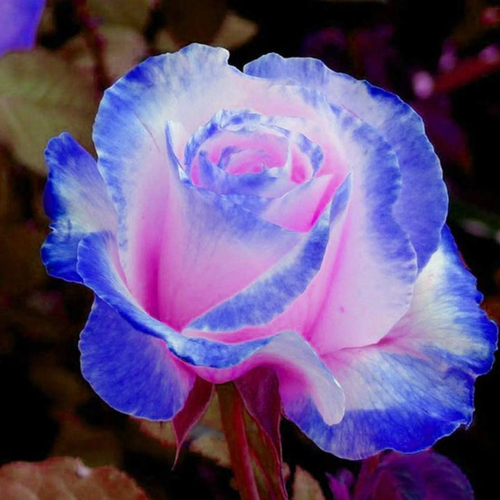 Blue & Light Pink Rose Heirloom Non-GMO Seeds for Planting – High Germination Organic Garden Seeds for Unique Two-Tone Blooms