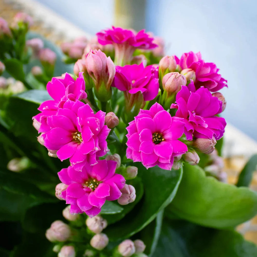 pink kalanchoe succulent Pink Kalanchoe Flower Seeds – Heirloom Non-GMO Succulent Blooms for Indoor and Outdoor Gardens