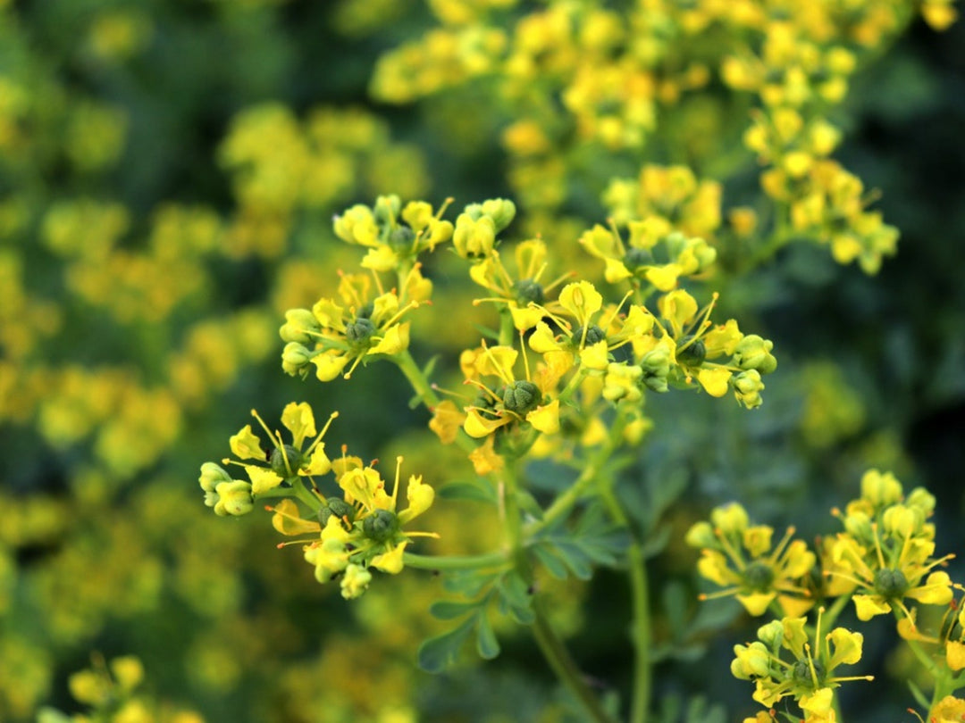 Rue Herb Seeds (Ruta graveolens) for Planting – Heirloom, Non-GMO Medicinal & Companion Plant for Herb Gardens