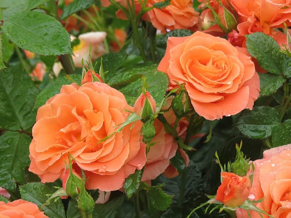 Full Orange Climbing Rose Plant Seeds for Planting Non-GMO Heirloom Garden Seeds for Growing