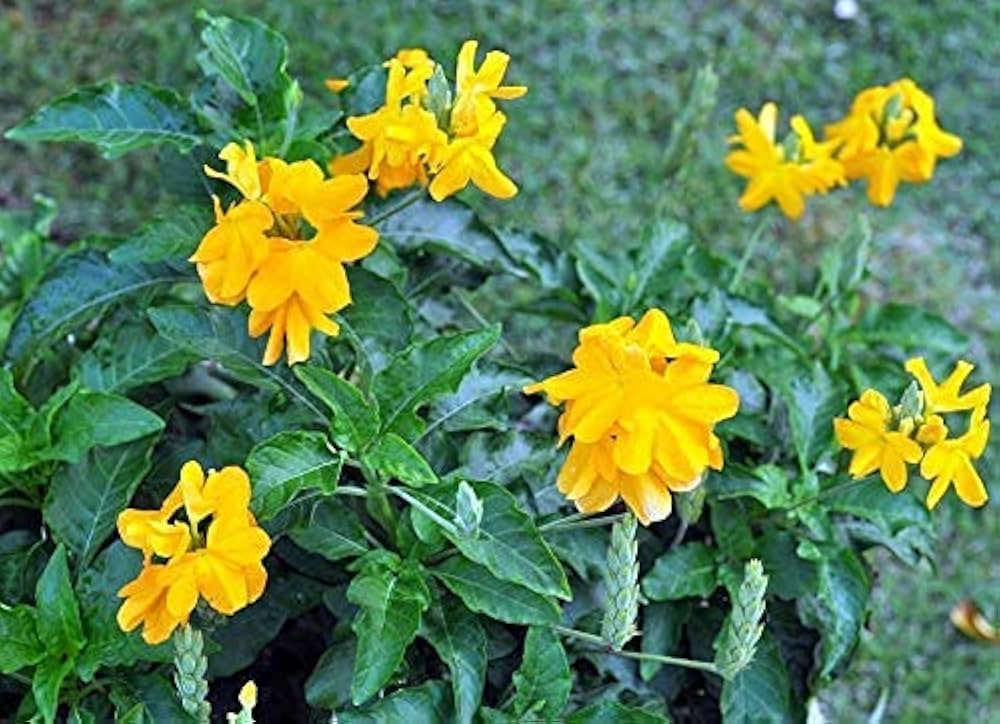 Yellow Crossandra Flower Seeds for Planting – Heirloom, Non-GMO, High Germination Organic Garden Seeds