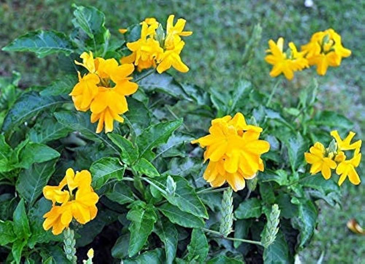 Yellow Crossandra Flower Seeds for Planting – Heirloom, Non-GMO, High Germination Organic Garden Seeds