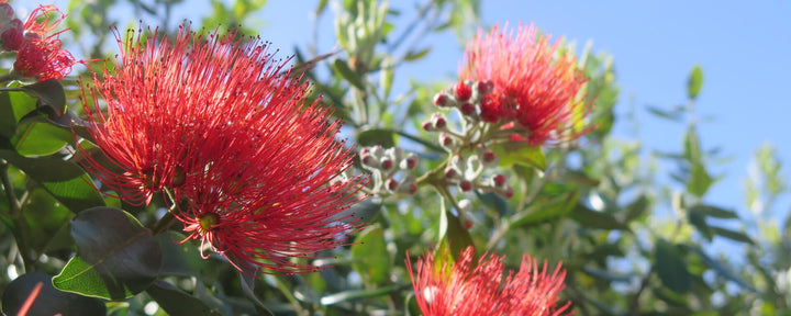 Red Pohutukawa Flower Seeds for Planting – Heirloom, Non-GMO, High Germination Organic Garden Seeds
