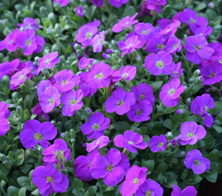 Aubretia Flower Seeds – Heirloom, Non-GMO, Colorful Ground Cover Blooms for Garden Planting