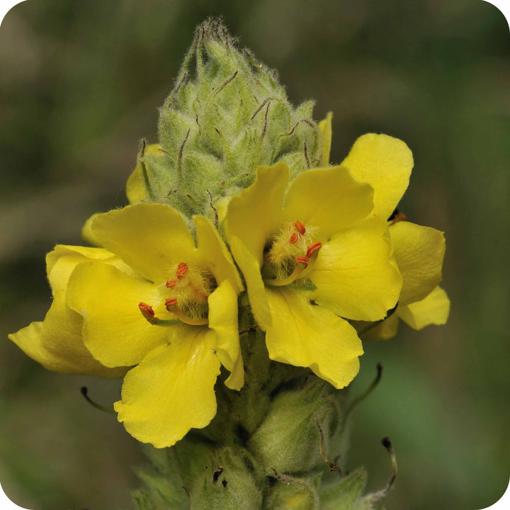 Yellow Mullein Flower Seeds for Planting – Heirloom, Non-GMO, High Germination Garden Seeds
