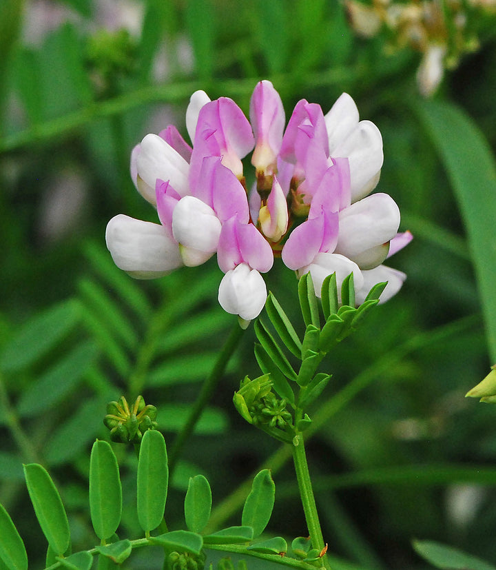Crown Vetch Pink Flower Seeds for Planting – Heirloom, Non-GMO, High Germination Organic Garden Seeds