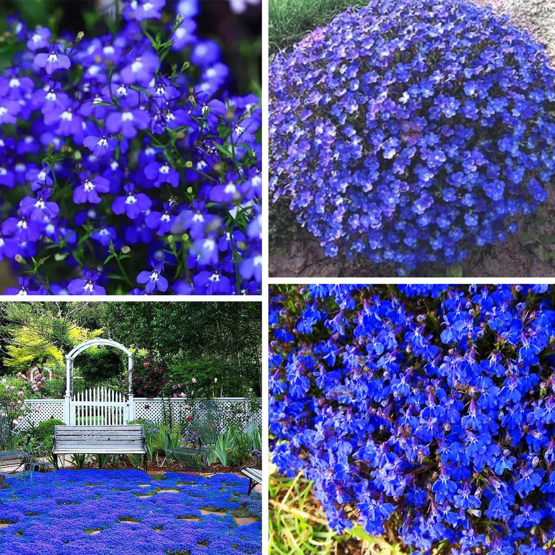 Blue Creeping Thyme Flower Seeds for Planting – Heirloom Non-GMO Seeds with High Germination for Organic Garden Ground Cover