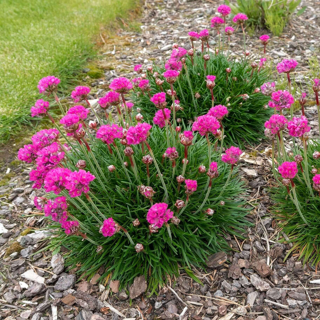 Pink Thrift Joystick Flower Seeds for Planting – Heirloom, Non-GMO, High Germination Organic Garden Seeds