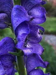 Aconite Flower Seeds for Planting – Heirloom, Non-GMO, High Germination Organic Garden Seeds