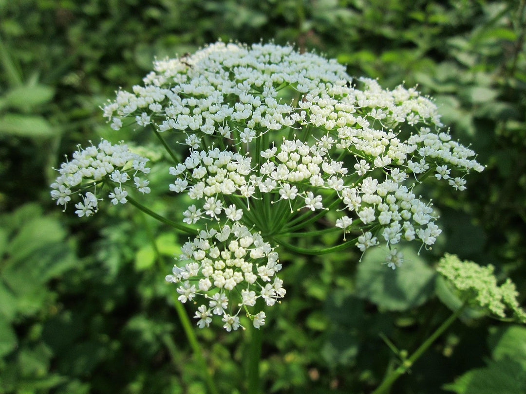 Aegopodium Podagraria Seeds – Heirloom, Non-GMO Ground Cover Seeds for Planting