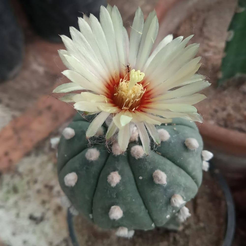 Astrophytum Plant Seeds – Heirloom, Non-GMO Star Cactus Variety for Decorative Garden Planting