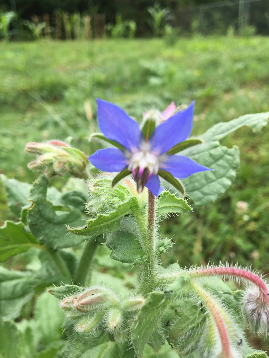 Borage Seeds for Planting – Organic, Heirloom, Non-GMO Herb & Edible Flower Seeds for Pollinator and Culinary Gardens