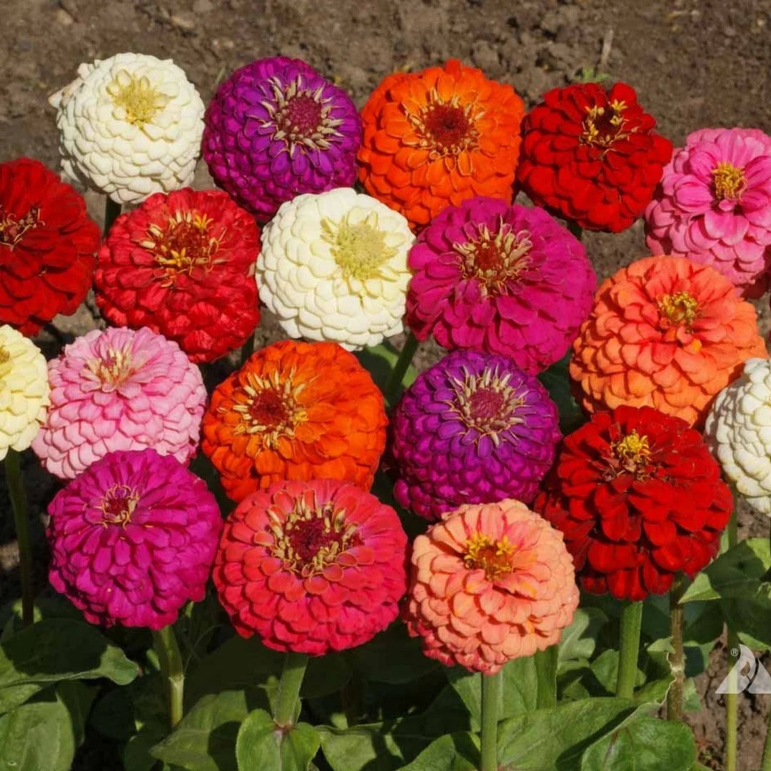 Elegans Flower Seeds for Planting – Heirloom, Non-GMO, High Germination Organic Garden Seeds