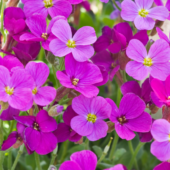 Aubretia Lila Flower Seeds – Heirloom, Non-GMO, Colorful Ground Cover Blooms for Garden Planting