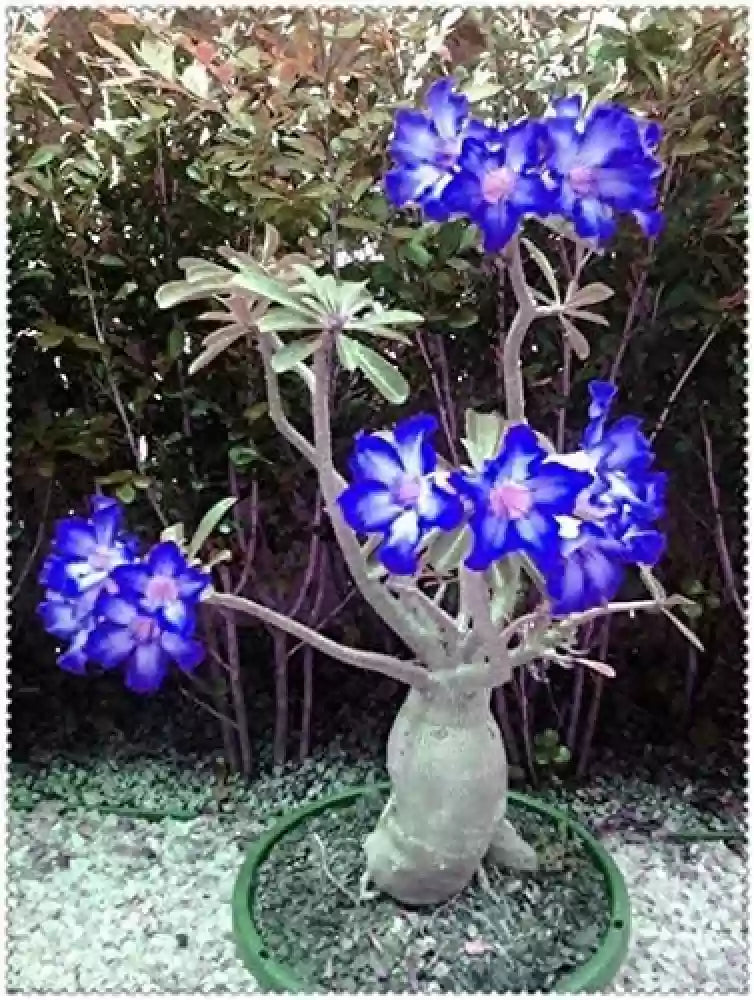 Blue Adenium Bonsai Flower Seeds for Planting – Heirloom, Non-GMO, High Germination Organic Garden Seeds