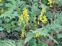 Yellow Corydalis Manchu Flower Seeds – Heirloom Non-GMO Seeds for Planting – High Germination Organic Garden Seeds