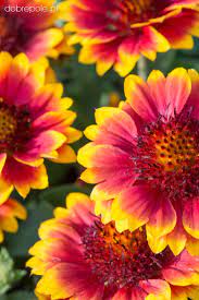Yellow Red Danova Copper Flower Seeds for Planting – Heirloom, Non-GMO, High Germination, Organic Garden Seeds
