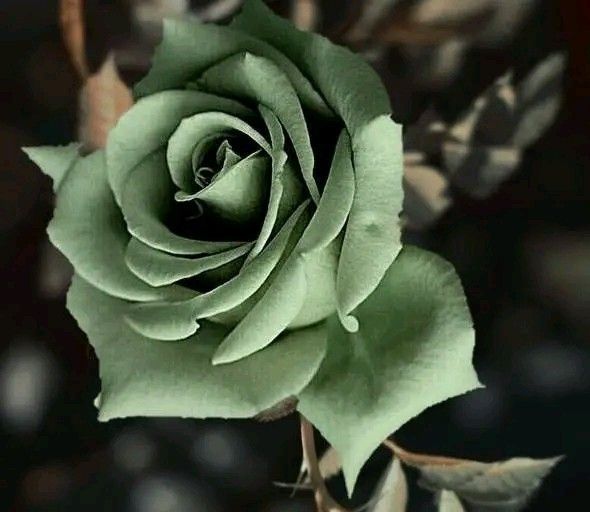 Army Green Rose Heirloom Non-GMO Seeds for Planting