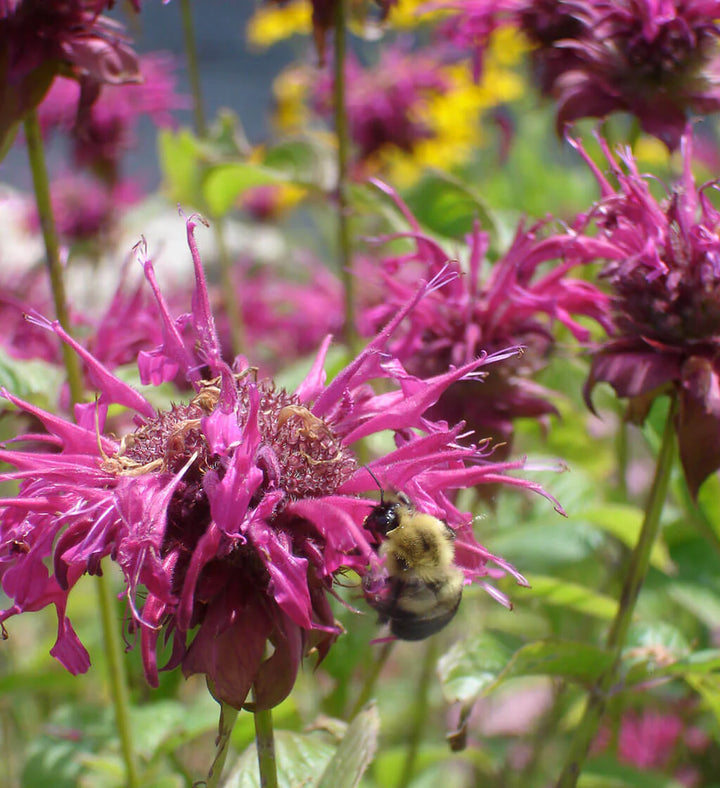 Beebalm Flower Seeds – Heirloom, Non-GMO Seeds for Planting Fragrant Garden Blooms