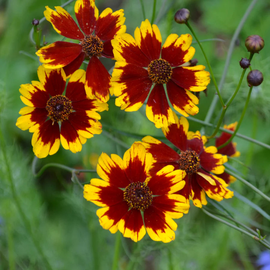 Calliopsis Flower Seeds for Planting – Heirloom, Non-GMO Seeds for Vibrant Garden Blooms