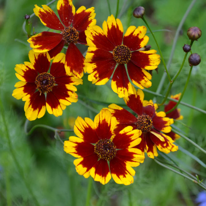 Calliopsis Flower Seeds for Planting – Heirloom, Non-GMO Seeds for Vibrant Garden Blooms