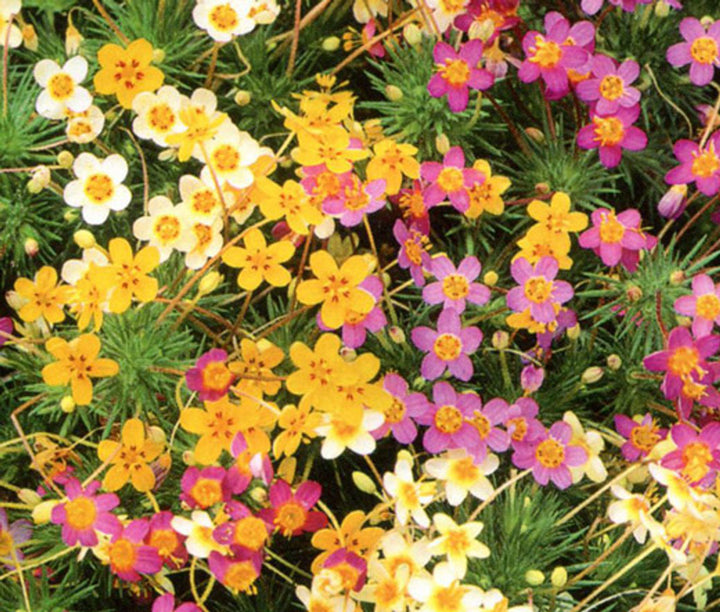 Mix Leptosiphon Flower Seeds for Planting – Heirloom, Non-GMO, High Germination Organic Garden Seeds