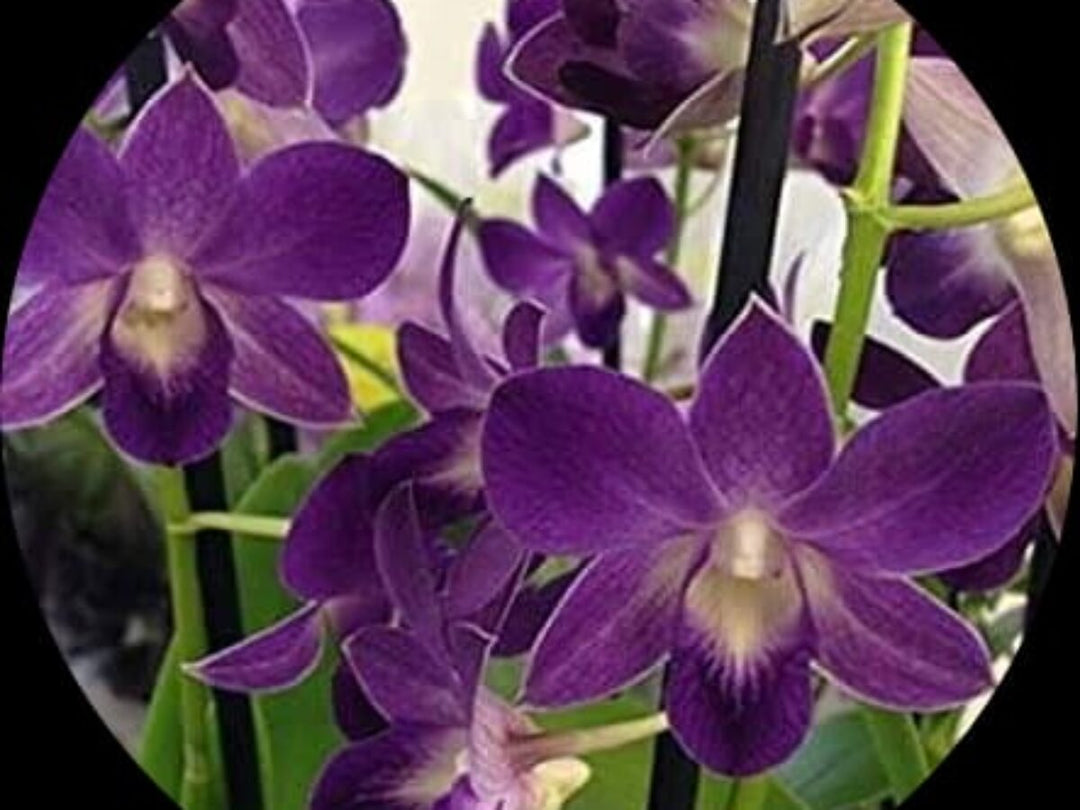 Dark Blue Dendrobium Flower Seeds for Planting – Heirloom, Non-GMO, High Germination Organic Garden Seeds