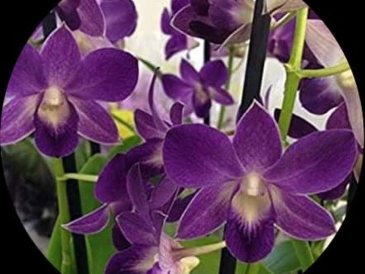 Dark Blue Dendrobium Flower Seeds for Planting – Heirloom, Non-GMO, High Germination Organic Garden Seeds