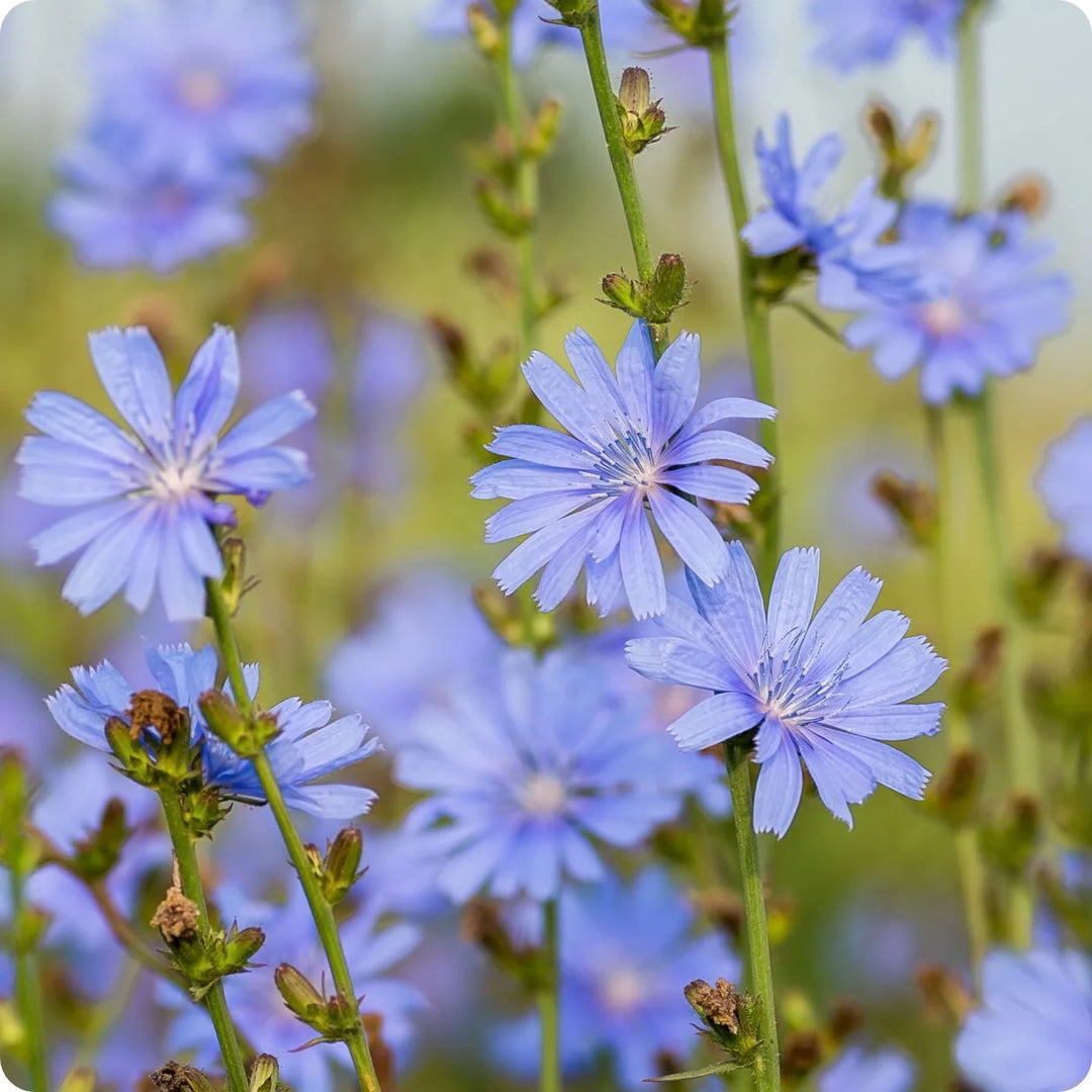 Blue Cichorium Flower Seeds for Planting, NON GMO Seeds