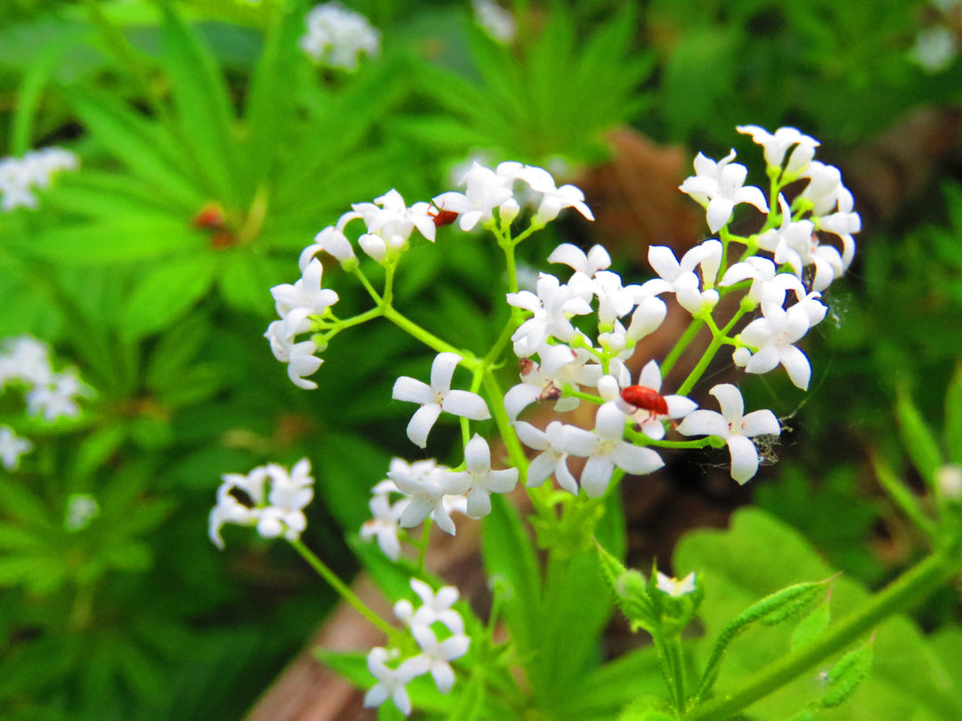 Sweet Woodruff Flower Seeds for Planting – Heirloom, Non-GMO, High Germination Organic Garden Seeds for Fragrant Blooms