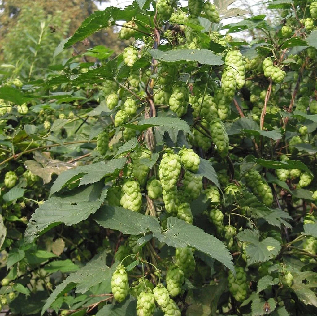 Humulus Lupulus Plant Seeds for Planting – Hardy Perennial Hops for Brewing & Ornamental Gardens