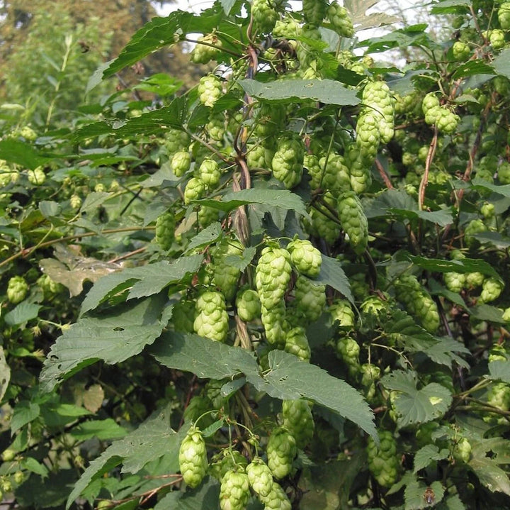 Humulus Lupulus Plant Seeds for Planting – Hardy Perennial Hops for Brewing & Ornamental Gardens