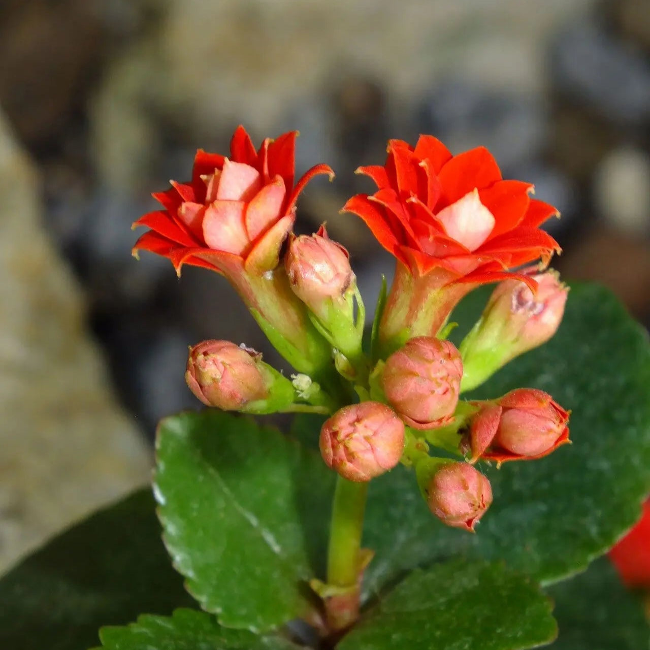 kalanchoe blossfeldiana succulent Blossfeldiana Kalanchoe Seeds for Planting – Organic, Heirloom, Non-GM –  Neeraseeds