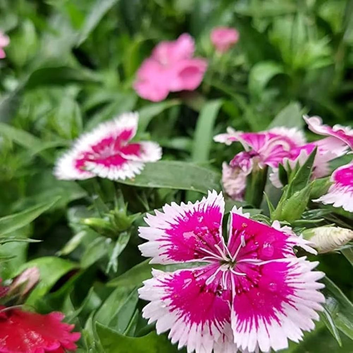 White Pink Dianthus Barbatus Flower Seeds for Planting - 100 pcs
