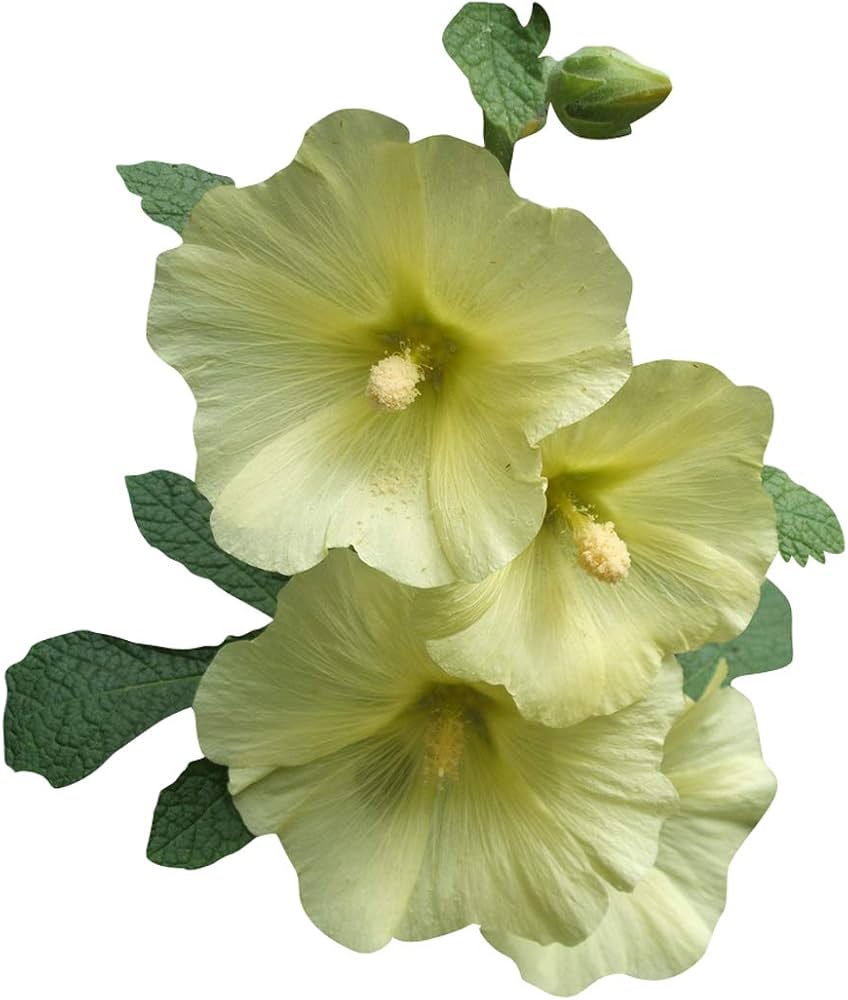 Futaba Alcea Rosea Pink & Yellow Flower Seeds – Heirloom Non-GMO Seeds for Planting – High Germination Garden Seeds