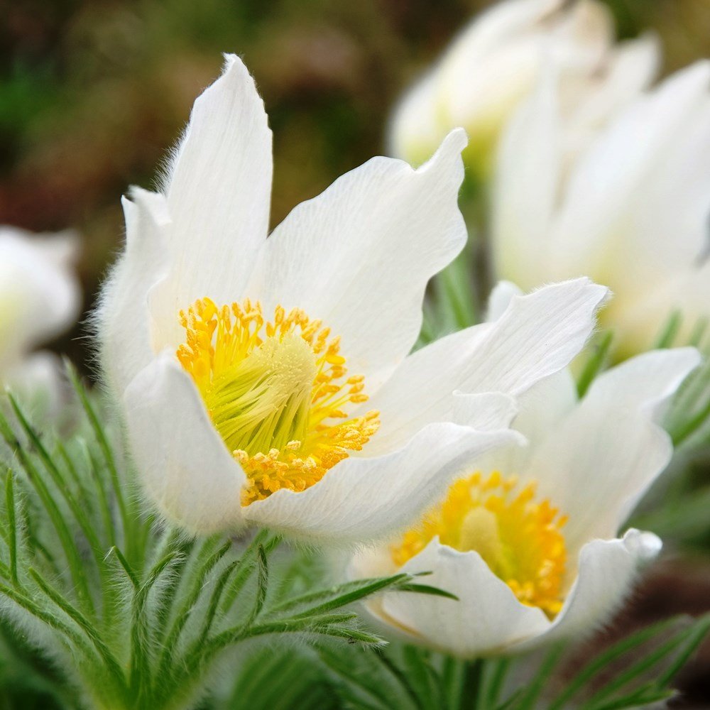 White Pasque Flower Seeds – Heirloom Non-GMO Perennial Seeds for Vibra –  Neeraseeds