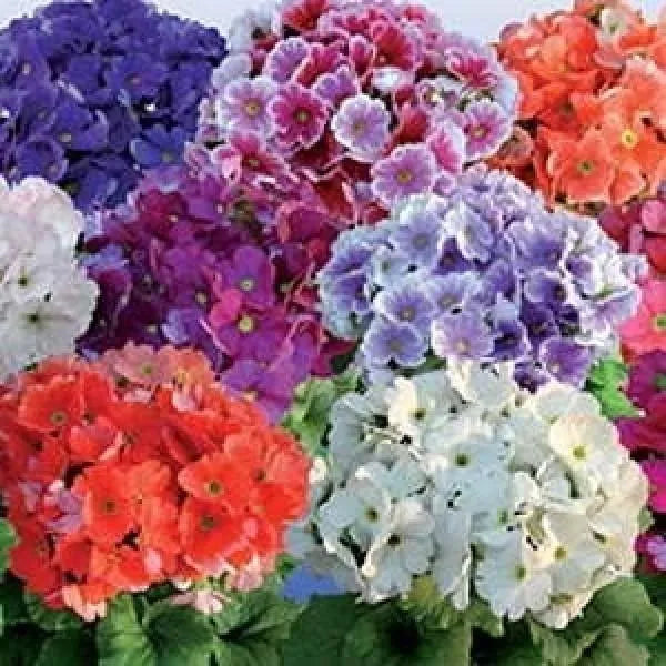 Obconica Flower Seeds for Planting – Heirloom, Non-GMO, High Germination Organic Garden Seeds