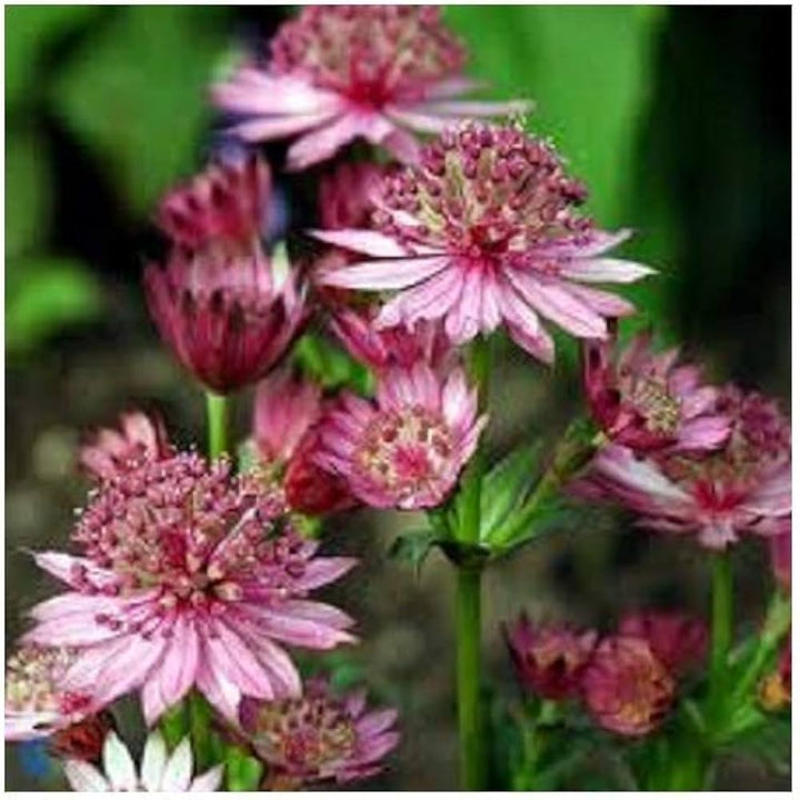 Astrantia Purple Seeds for Planting – Organic, Heirloom, Non-GMO Flower Seeds