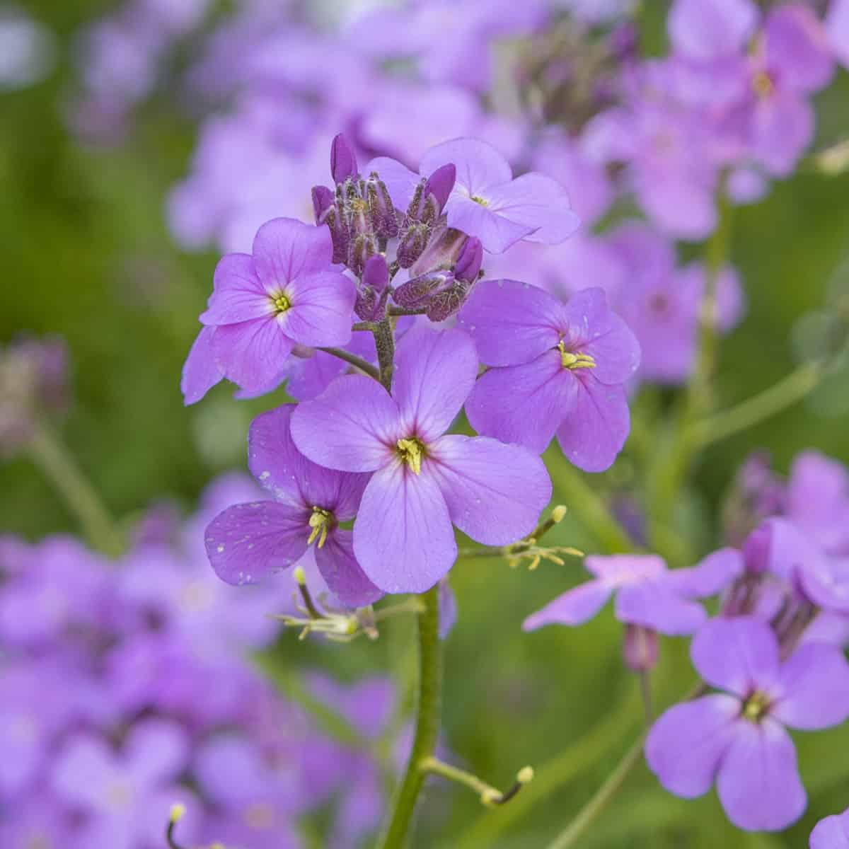 flower rocket seed disc Dame's Rocket Violet Flower Seeds – Organic, Heirloom, Non-GMO Seeds f – Neeraseeds