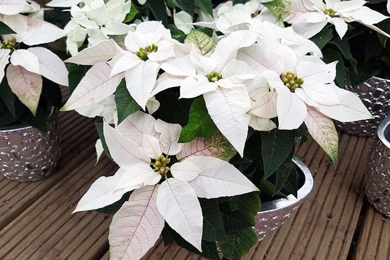 White Poinsettia Flower Seeds – Heirloom, Non-GMO Seeds for Planting | Festive Organic Garden Seeds | High Germination