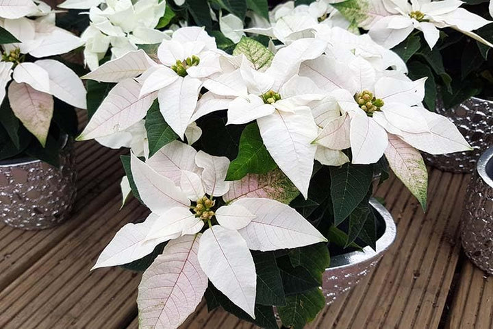White Poinsettia Flower Seeds – Heirloom, Non-GMO Seeds for Planting | Festive Organic Garden Seeds | High Germination
