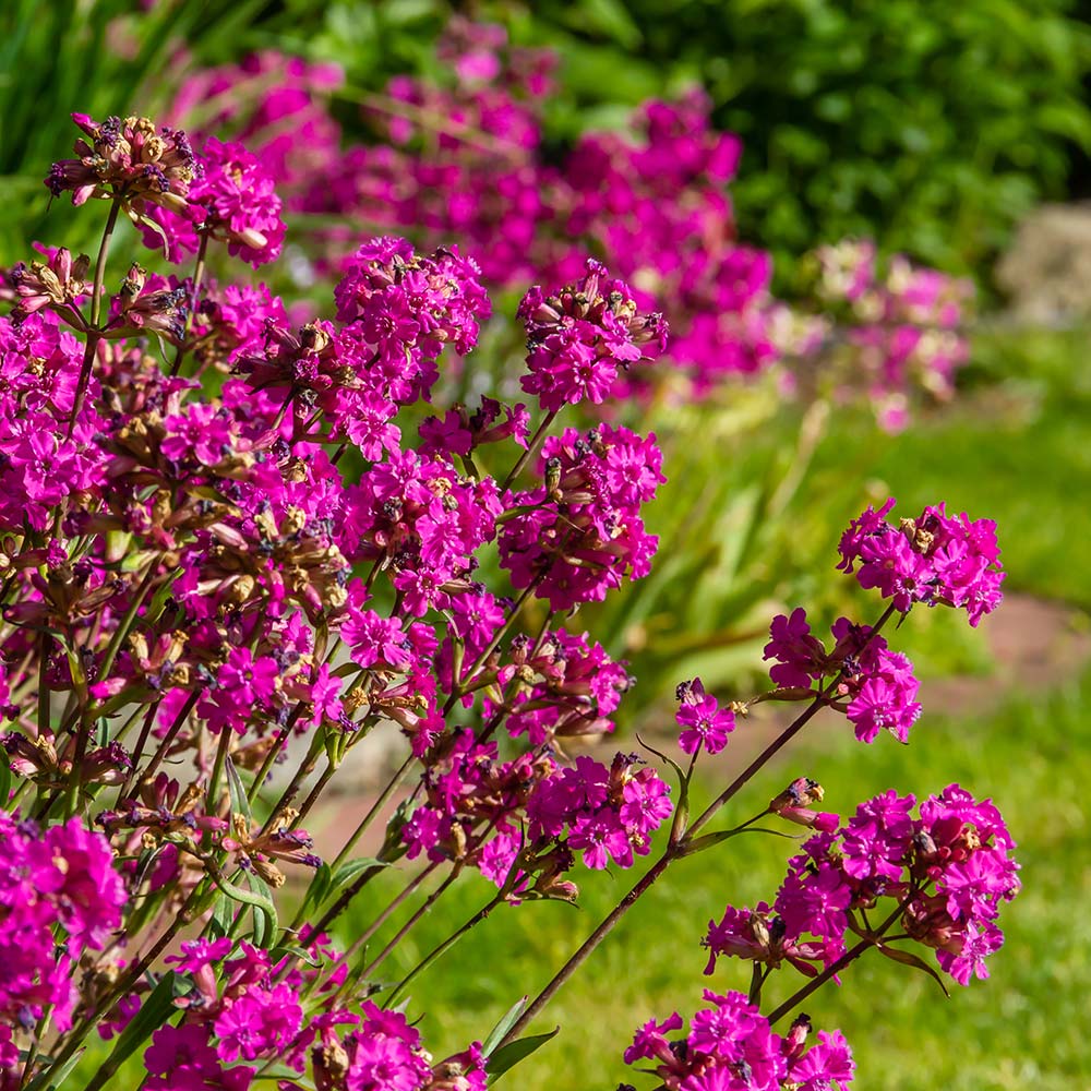 Violet Lychnis Flower Seeds for Planting – Heirloom, Non-GMO, High Germination Organic Garden Seeds
